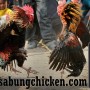 Agen Sabung Ayam Online Bonus Terbesar