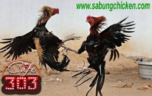 Judi Sabung Ayam Bangkok Online