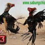 Judi Sabung Ayam Bangkok Online