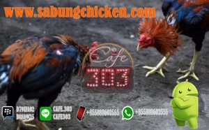 Agen Sabung Ayam Resmi Bonus 100