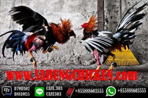 Bonus Deposit Ayam 20%