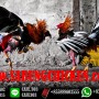 Bonus Deposit Ayam 20%