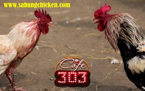 Bandar Sabung Ayam Online