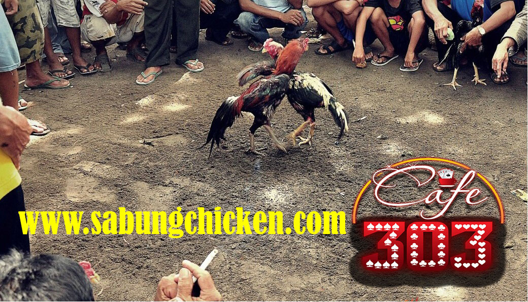 Bandar Taruhan Ayam 2018